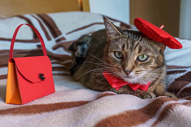 Tabby cat dressed up in a red French-inspired costume.