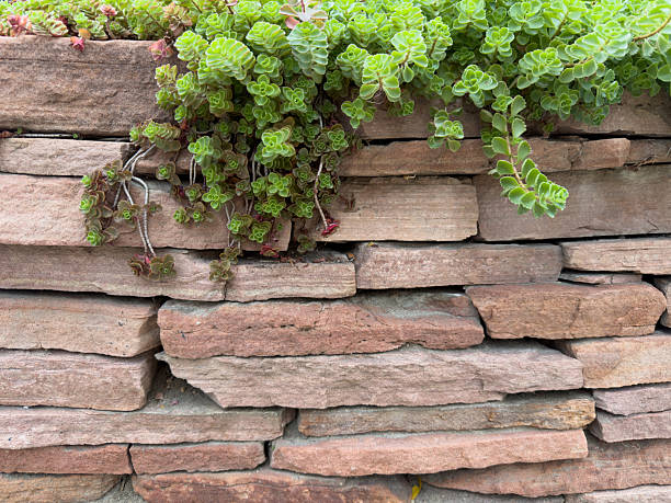 Sedum succulents growing on a textured retaining wall creating a natural garden design