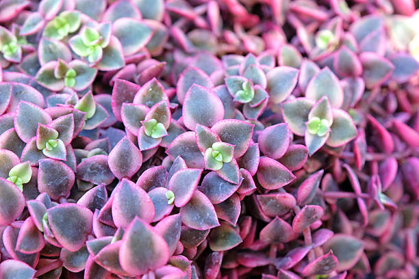 istock Pink and green trailing Crassula marginata 'Variegata' succulent. 2241689752