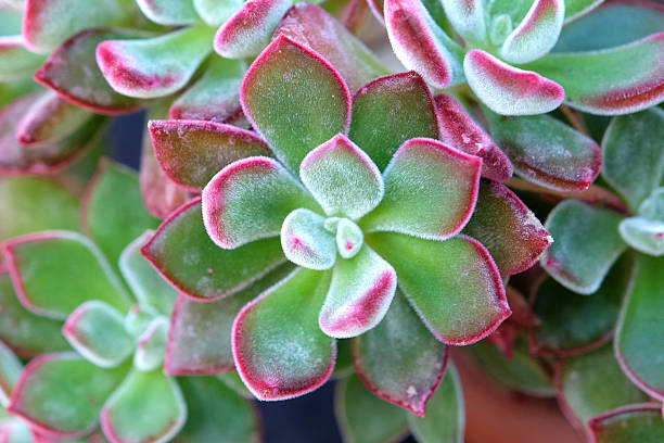 istock Green and red Echeveria pulvinata 'Devotion' succulent. 2241689774