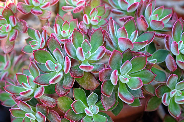 istock Green and red Echeveria pulvinata 'Devotion' succulent. 2241689785