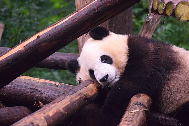 istock Giant Panda in Chengdu 2241691460