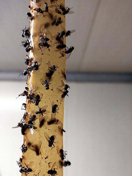 istock Sticky Tape Traps Numerous Flies in Indoor Setting During Daylight 2241692785