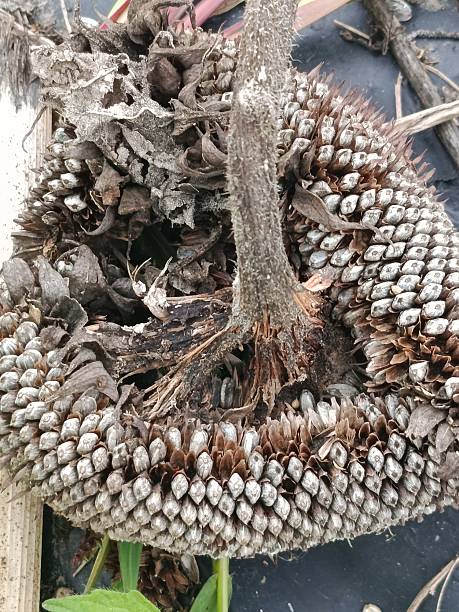 istock Sunflowers are dry in autumn. Ready seeds. 2241692868