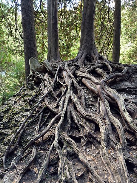 istock Tangle Of Tree Roots, Elora, Ontario 2241695598