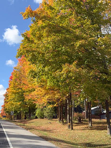 istock Vivid Autumn Foliage Roadside, Bethany, Ontario 2241695651