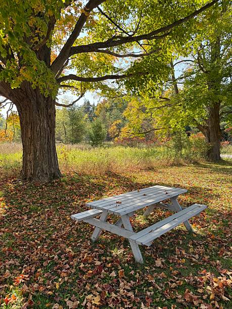 istock Picnic Table Under Autumn Trees, Pontypool, Ontario 2241695680