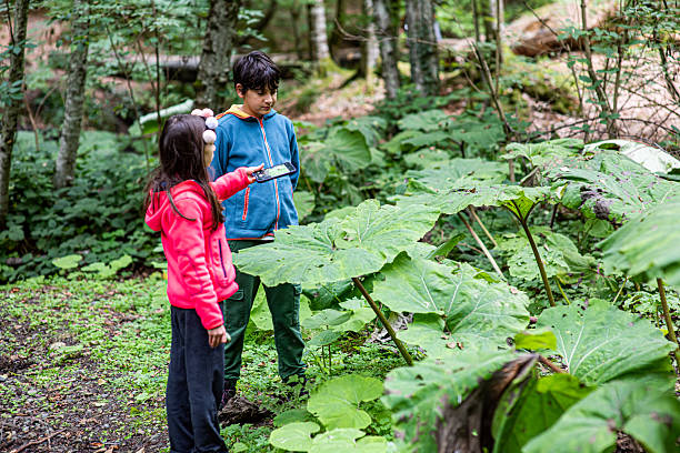 istock Siblings taking smartphone photos under a large leaf in the forest 2241697600