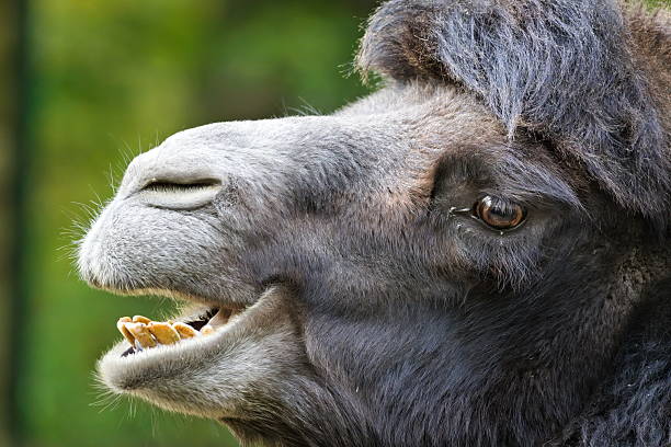 brown, camel, mouth, teeth