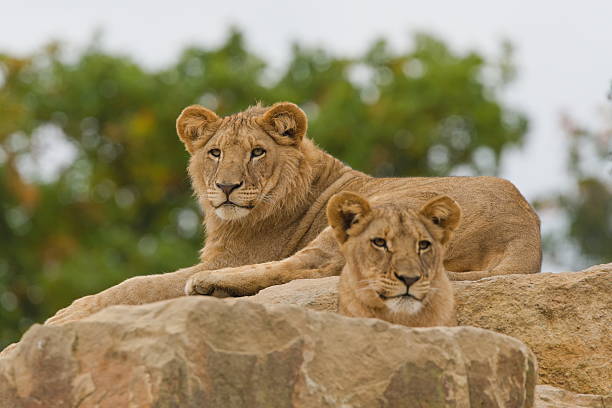 A lioness reclines regally atop a granite kopje while her cub peeks over the edge of another boulder nearby. Framed by clear skies and sunlit brush, the image captures the essence of maternal vigilance in the Serengeti wilderness.