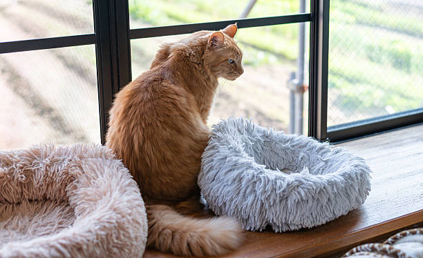 istock Cute cat relaxing by the window 2241705588