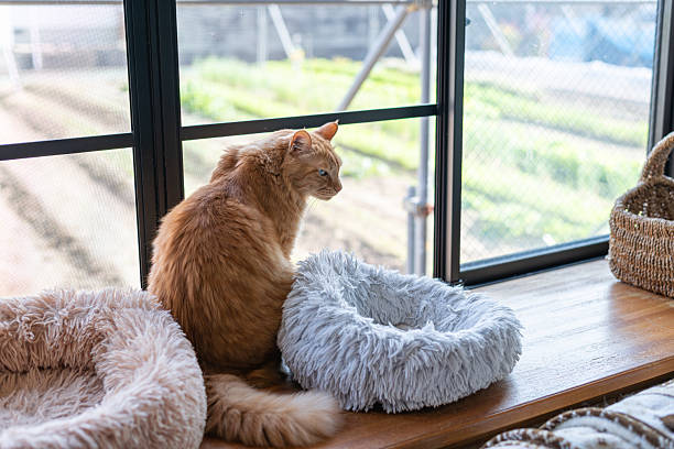 istock Cute cat relaxing by the window 2241705592
