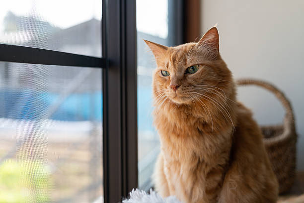 istock Cute cat relaxing by the window 2241705595