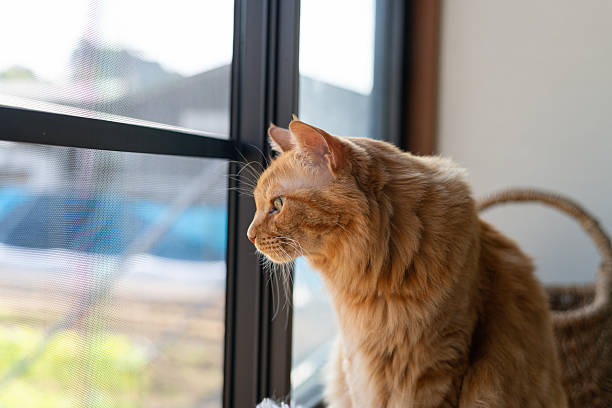 istock Cute cat relaxing by the window 2241705601