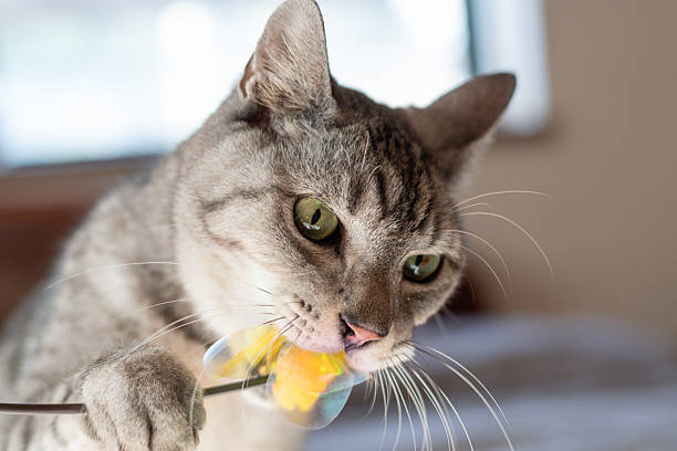 Cute cat playing with a toy