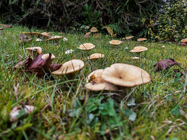 wild mushrooms growing out  from green grass in a sunny day