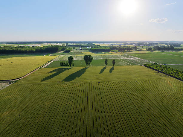 istock Wheat is growing in the field ,The wheat fields are under the blue sky and white clouds 2241707191