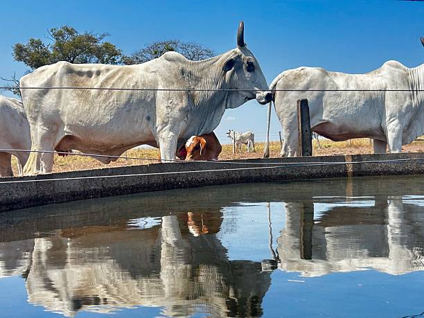istock Cow herd cattle drinking water on intensive tropical pasture in Brazil project. Artificial Stock tanking of water 2241708060