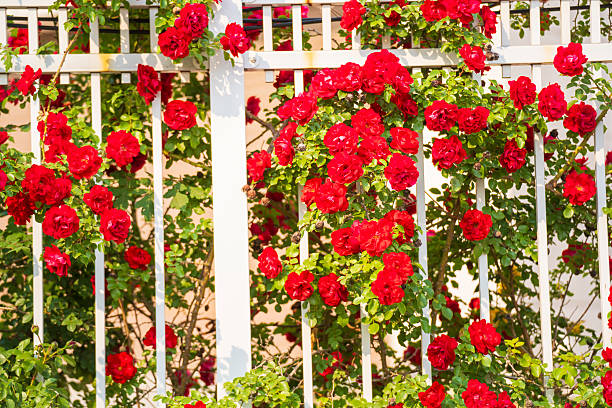 istock In the summer, rose is blooming 2241708166