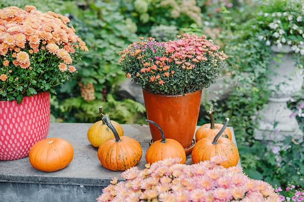istock Orange chrysanthemums and pumpkins sit on a stone ledge with lush greenery 2241709460