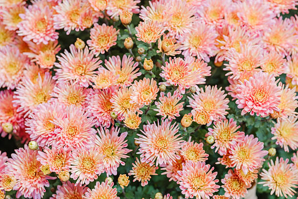istock Full frame view of blooming peach chrysanthemums with yellow centers in sunlight 2241709486