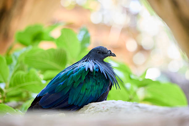 istock Nicobar pigeon on a branch among the greenery 2241709699