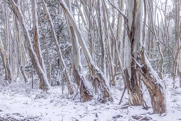 istock Australian gum trees in snow winter scene 2241712762
