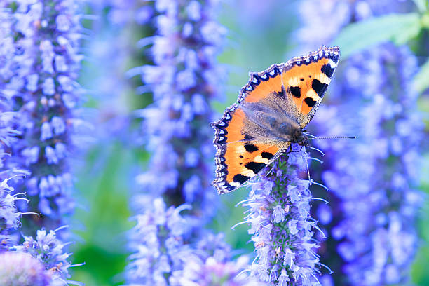 Close-up of the small tortoiseshell Aglais urticae butterfly. Isolated by purple nature