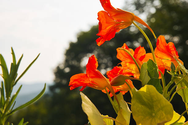 Horizontal close up of vibrant orange nasturtium flowers with lush green leaves in farm field under blue sky in country Australia