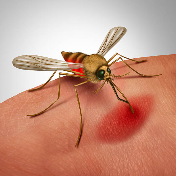 istock Mosquito Borne Chikungunya Virus 2241723222