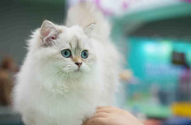 hand petting a  white ragdoll Cat