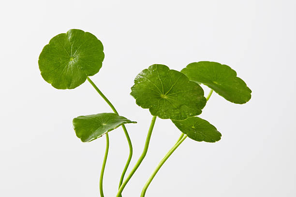 istock Three Centella stems with round leaves photographed vertically, isolated on white background, styled for ingredient presentation in natural cosmetic and herbal skincare. 2241727367