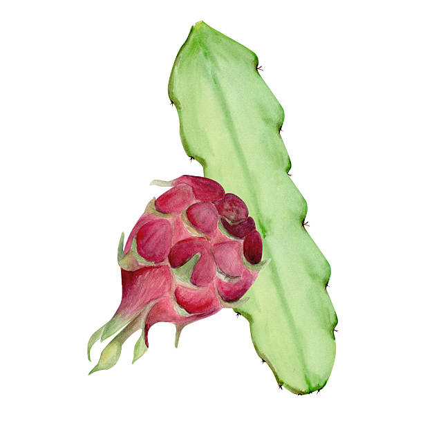 istock Dragon fruit with cactus leaf hand-painted watercolor illustration isolated on white. 2241728424