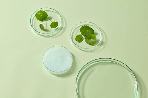 istock Glass petri dishes arranged neatly with fresh Centella leaves inside, creating a clean scientific aesthetic perfect for cosmetic ingredient visuals. 2241728429