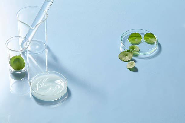 istock Minimal composition with Centella leaves arranged inside petri dishes, supported by clean blue tones to evoke freshness and scientific clarity. Space for design 2241728443
