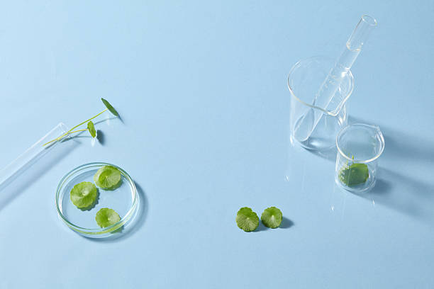 istock Minimalist layout with scattered Centella leaves and clear glassware, photographed on a pale blue backdrop for a fresh, clinical look. 2241728447