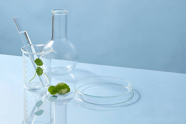 istock Simple glass petri dish with Centella leaves, leaving ample negative space around for product or graphic overlay in beauty marketing visuals. Centella asiatica, Gotu Kola 2241728468