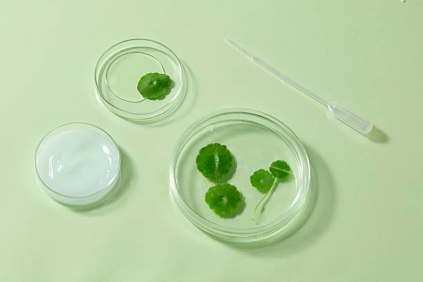 istock Flat lay composition with creamy texture, petri dish, and Centella leaves on a pale surface, styled to represent skincare routines and purity. Advertising photo for cosmetic with centella extract 2241728491