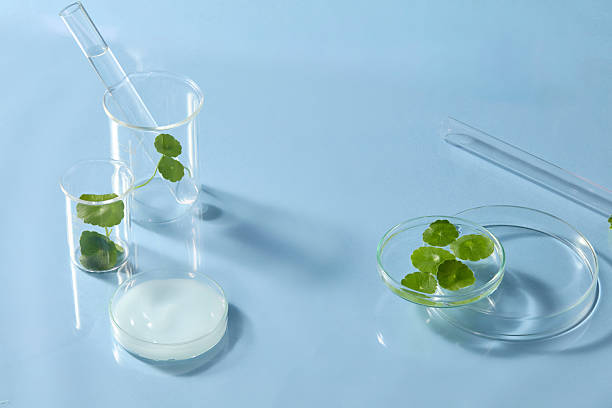 istock Minimalist scene with Centella leaves floating in a clear beaker, styled against a soft blue background to reflect calm and purity. Blank space to place product 2241728497