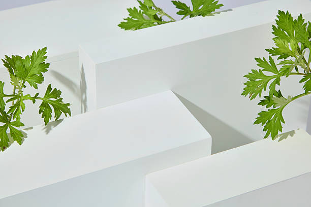 Mugwort leaves placed around layered white platforms, styled minimal for skincare ingredient photography with clean setup. Creative photo for advertising