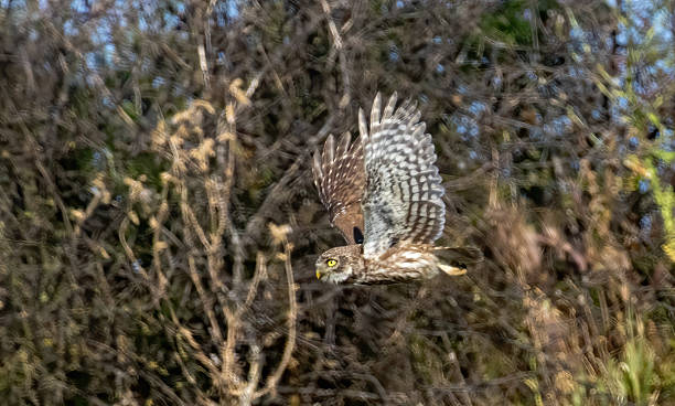 istock Little Owl in a natural habitat 2241734759
