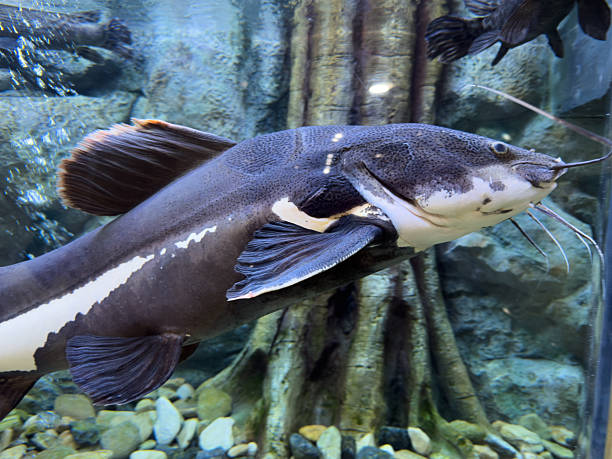 istock A diverse array of freshwater fish species gracefully swim together, creating a vibrant underwater spectacle within the aquarium's large habitat. 2241734913