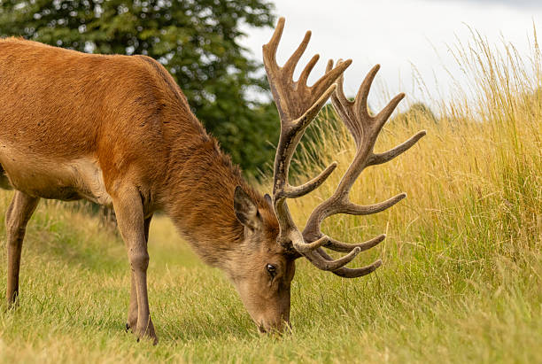 istock Red deer (Cervus elaphus) in Richmond park, London, UK 2241734943