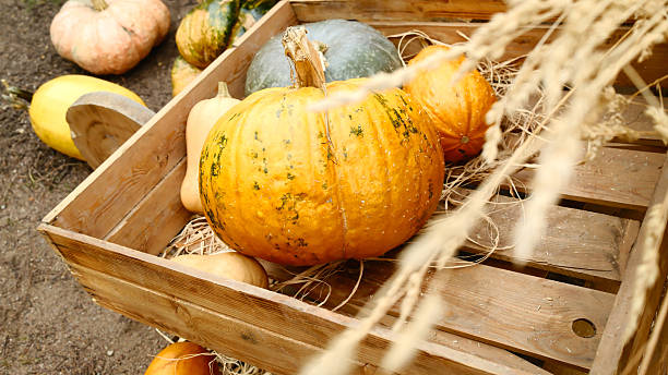 istock Rustic crate with pumpkin and gourds on straw background 2241737991