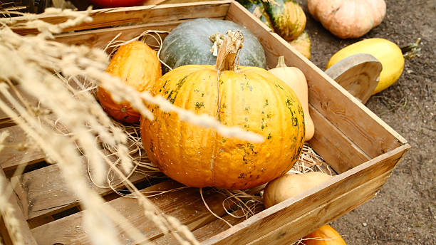 istock Rustic crate with pumpkin and gourds on straw background 2241737992