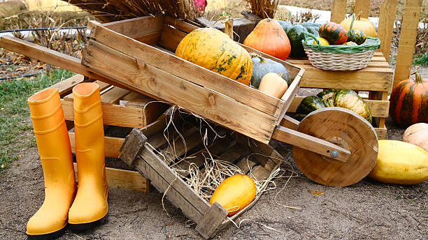 istock Rustic autumn harvest with pumpkins, gourds and orange boots 2241738123