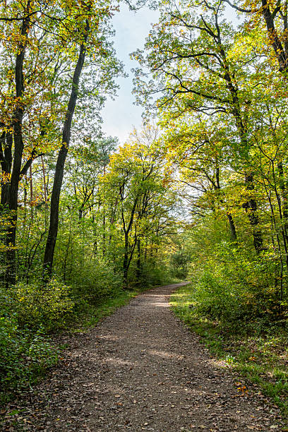 istock Forest Path in Sunlit Green Woodland 2241739303