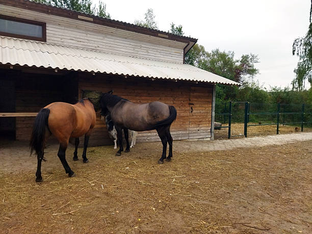 Two horses stand close to a wooden stable while exploring.