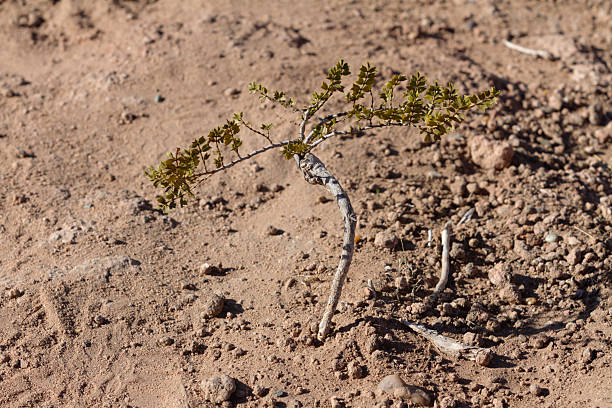Cipolletti, Río Negro, Patagonia, Argentina: jarilla plant in the ground