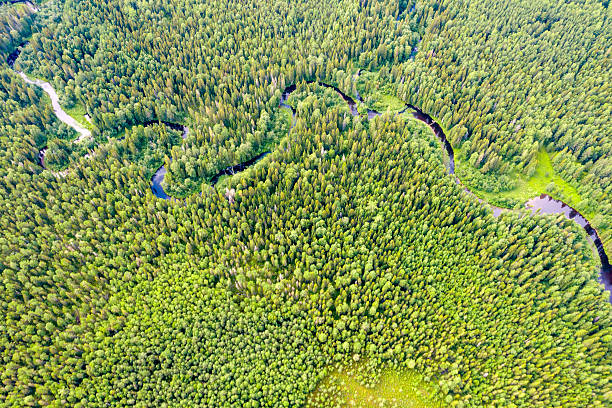 istock Forest with a winding river. Aerial photography with a drone. 2241746623